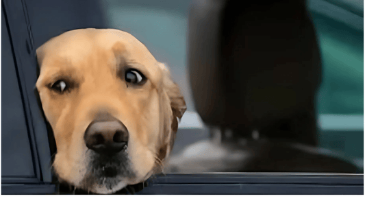 How to Help Your Dog with Car Sickness - The Squeaky Toy