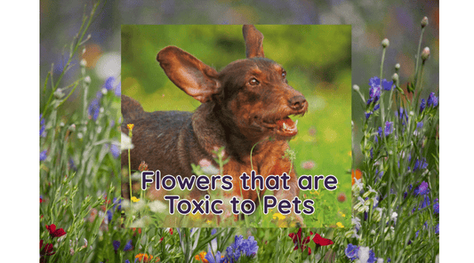 Is Your Garden Full Of Hidden Toxins? - The Squeaky Toy