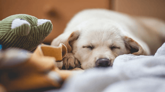 What Are the Effects of CBD on Dogs When Given Daily? - The Squeaky Toy
