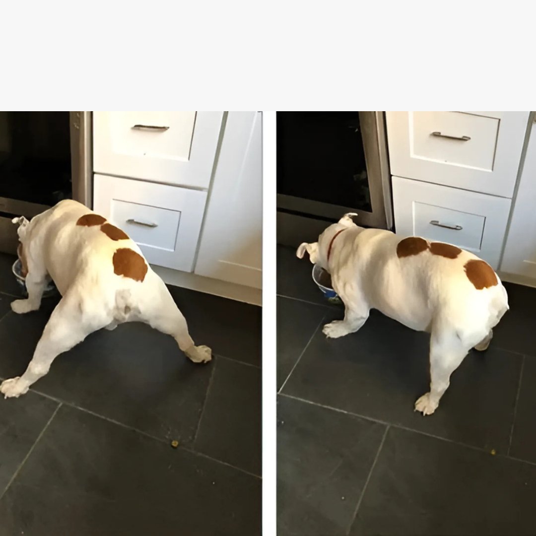 Dog before and after 4pcs/set Disposable Non - Slip Protection for Dogs of Any Size - The Squeaky Toy