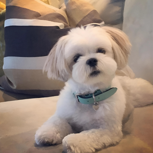 Cute white puppy with blue collar