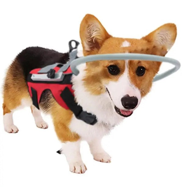 Adorable corgi wearing a Halo Harness