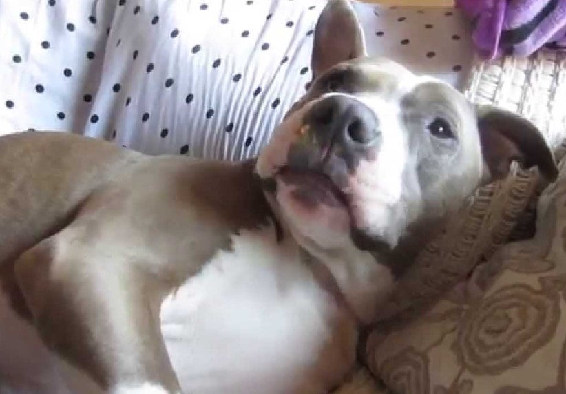 Photo of a Pitbull lounging on a couch