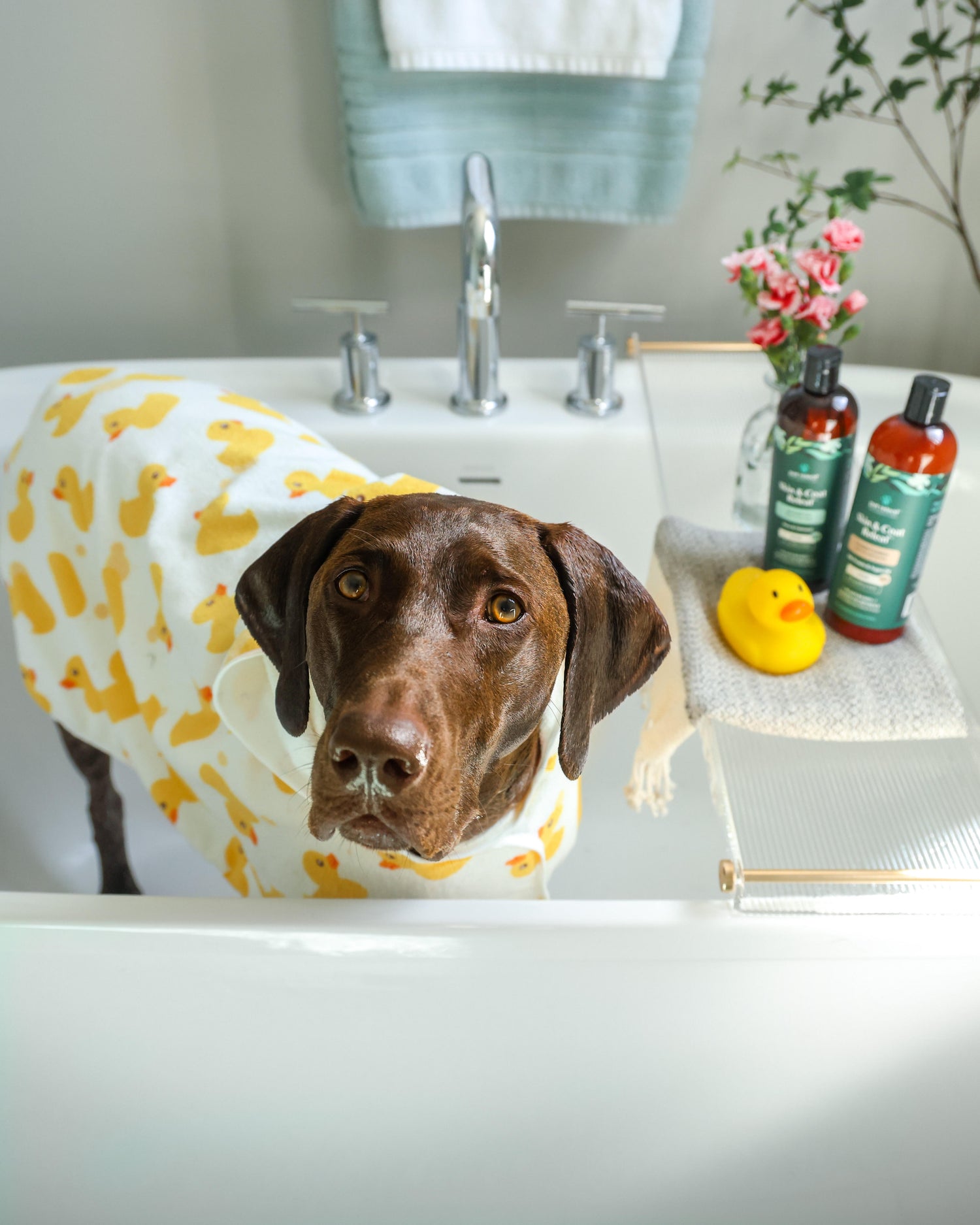 Brown dog in the bathtub with a rubber ducky bath robe on along with a bottle of Skin & Coat Releaf 1-in-1 Shampoo and Conditioner.