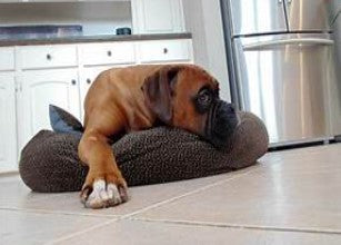Brown Boxer resting on his dog bed