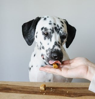 Dalmation eating Pet Releaf's Hip & Joint Chews out of a human's hand.