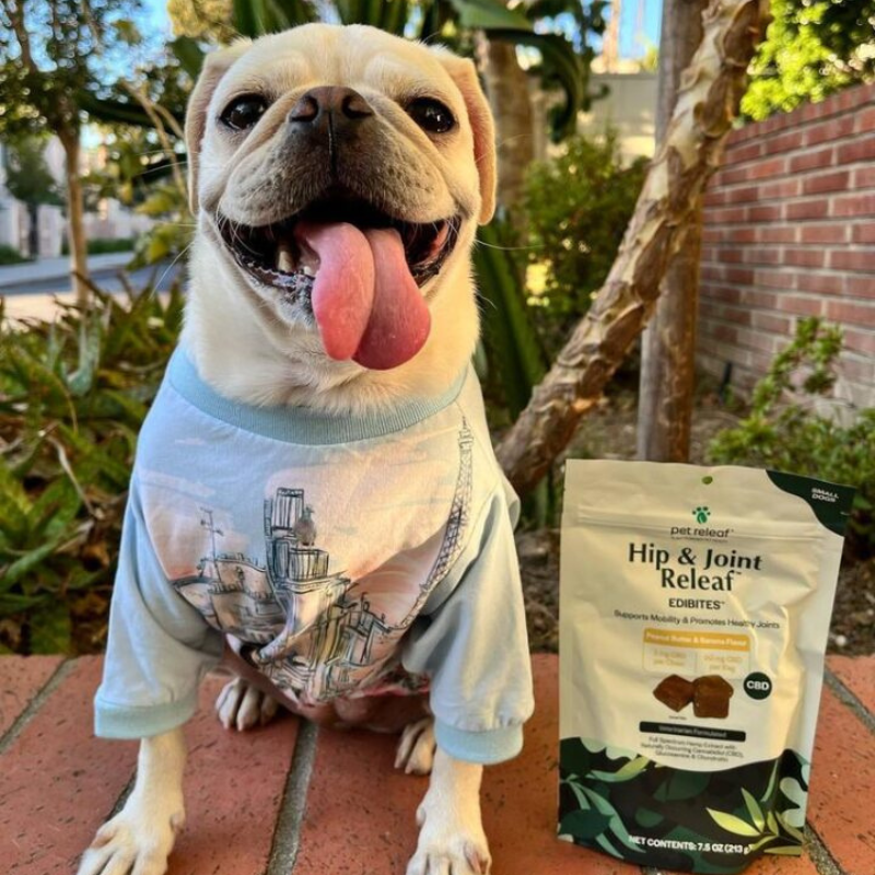 Picture of a French Bull Dog sitting on a Brick curb with a bag of Hip & Joint Releaf Chews.