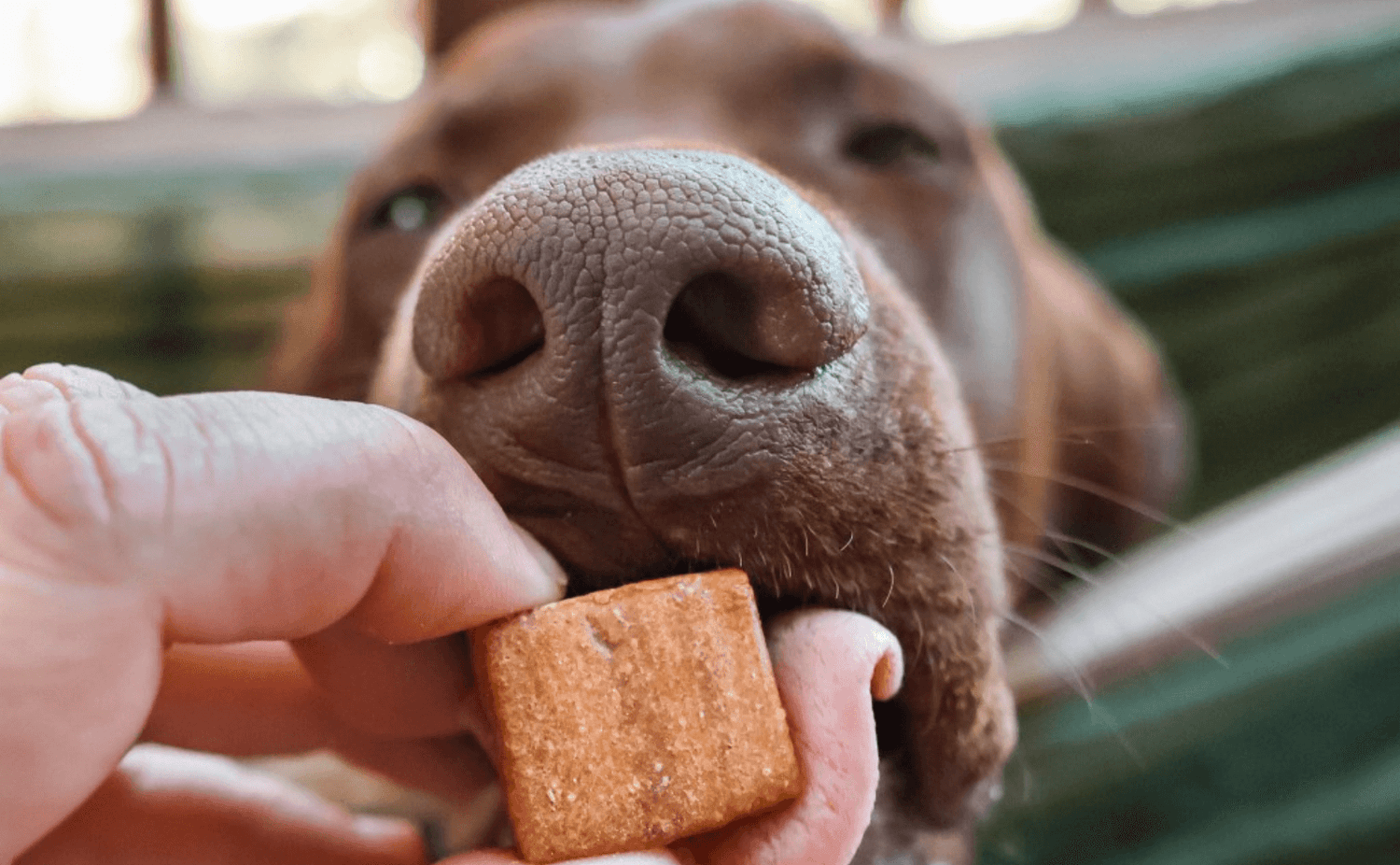 Dog nose and mouth up close taking a Chip & Joint chew fronm a hand.