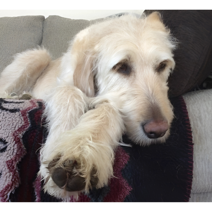 Dog lying on a patterned blanket with a neutral background