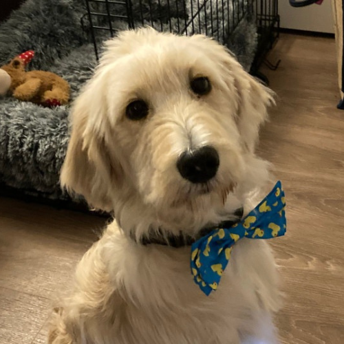 Doodle dog with bow tie looking at the camera