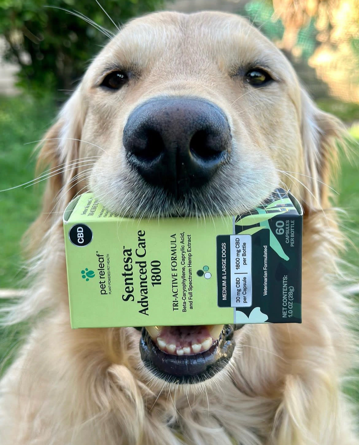 Golden Retriever with a box of Sentesa Advanced Care 1800 capsules in his mouth.