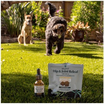 Running Dog Hip & Joint Releaf For Aging Dogs Organic Hemp Chews for Dogs - Travel Size ($12.00) - The Squeaky Toy