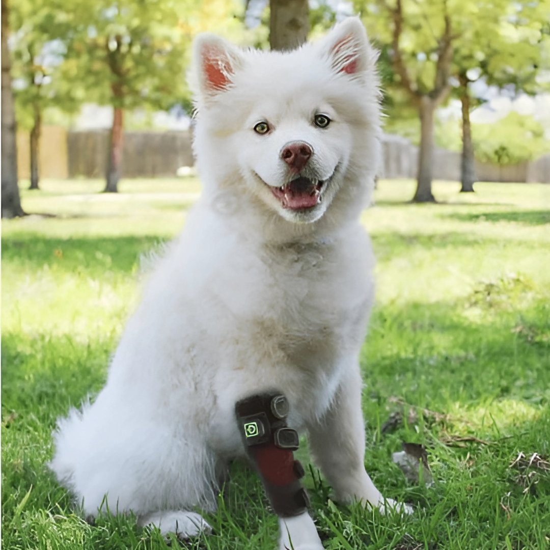 Medical Grade Dog Infrared Red Light Therapy Leg Wrap - USB Rechargeable - The Squeaky Toy