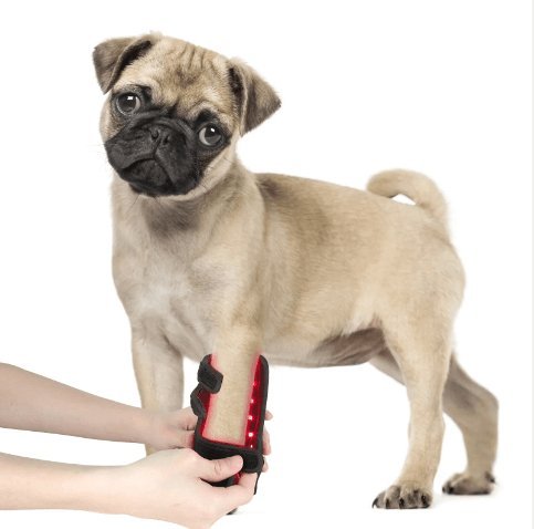 Dog using Medical Grade Dog Infrared Red Light Therapy Leg Wrap - USB Rechargeable - The Squeaky Toy