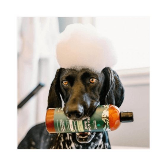 Dog holding bottle of Skin and Coat Releaf Shampoo for Itchy & Dry Skin in his mouth- The Squeaky Toy