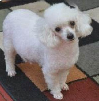 Fluffy White Toy Poodle