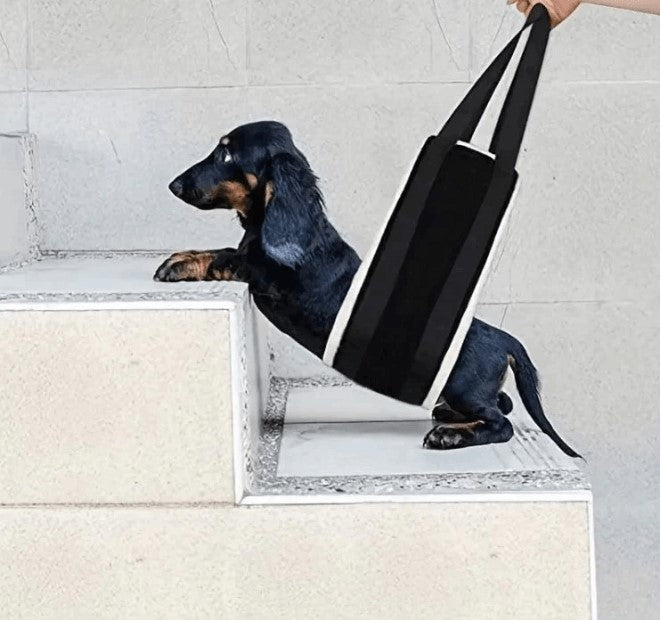 dog with lifting sling on stairs