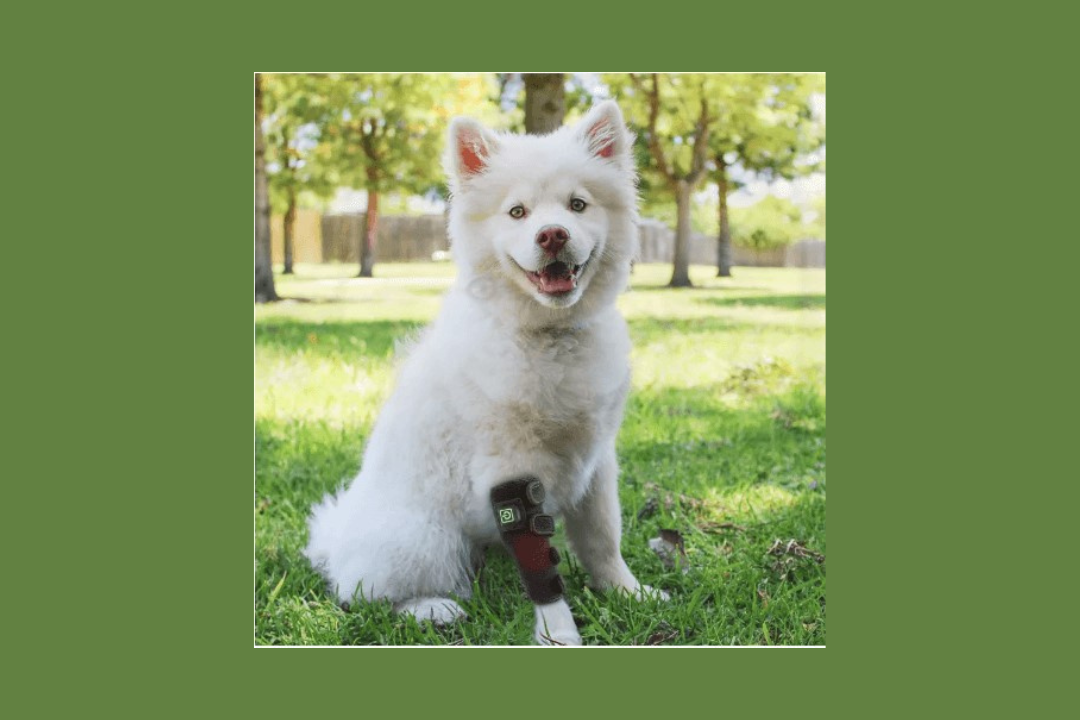 Dog with red light therapy device on it's leg