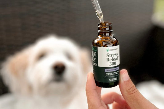 Choosing the Best CBD for Dogs & Cats During Fireworks - The Squeaky Toy