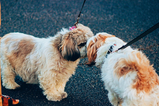 Introducing Dogs to New Companions: Babies, Cats, and Other Dogs - The Squeaky Toy