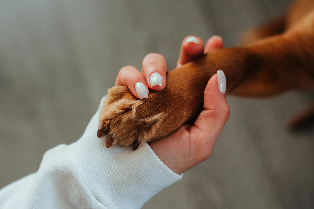 paw in hand Liposomal CBD for Your Pet
