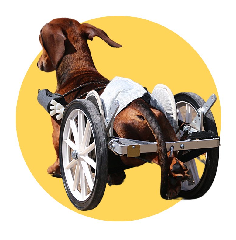 Dog Mobility & Therapy Tools