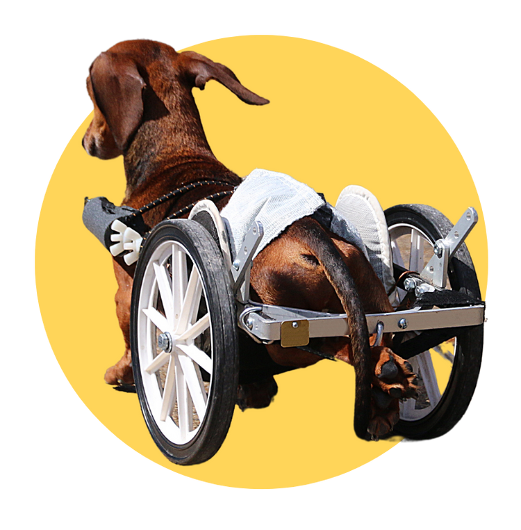 Dog in a wheelchair