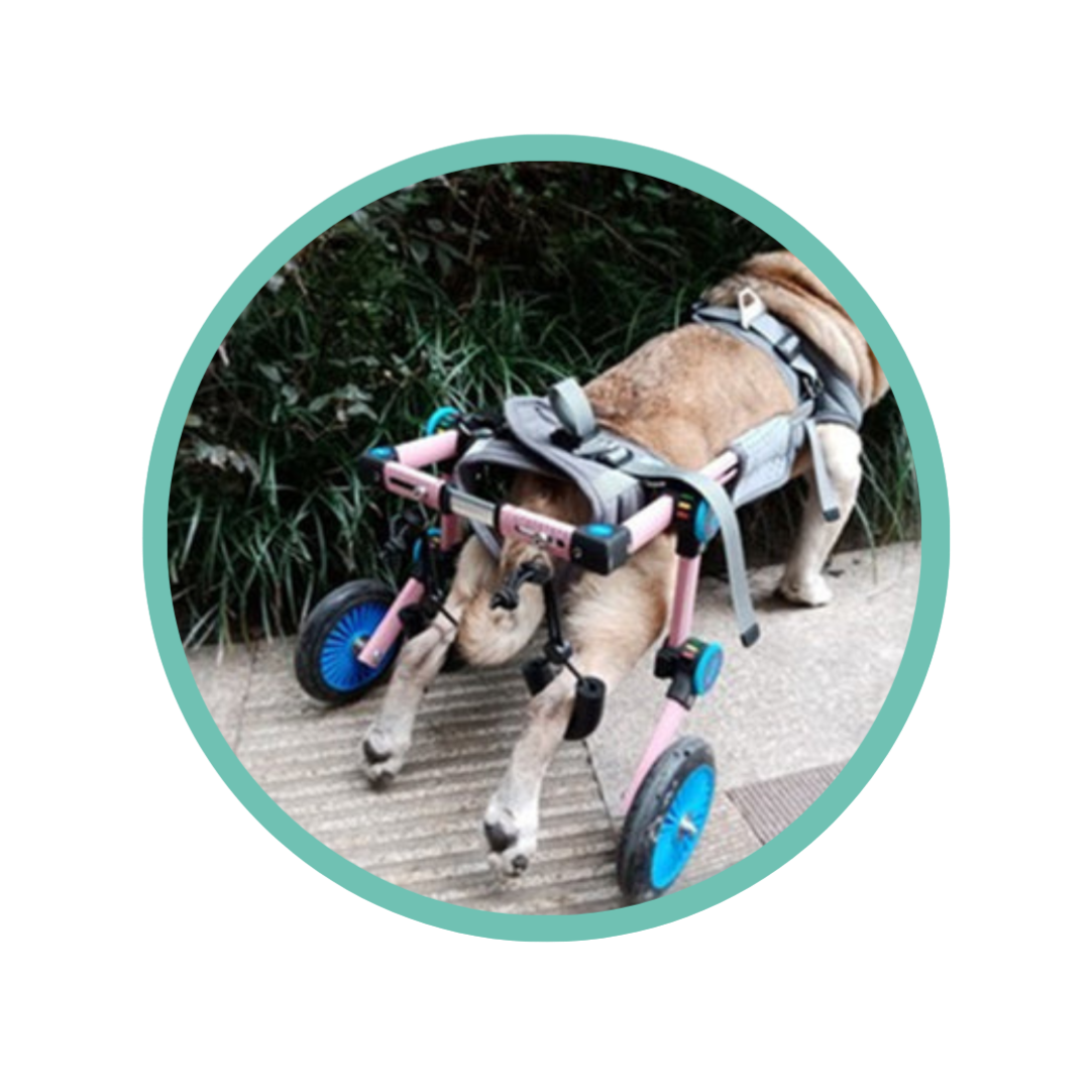 Dog Wheelchair - for Small Dogs