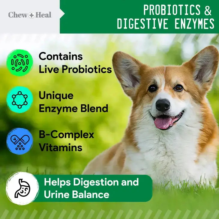 Chew+Heal Probiotics & Digestive Enzymes Contains Live Probiotics, Unique Enzyme Blend with B-Complex Vitamins. Helps Digestion and Urine Balance