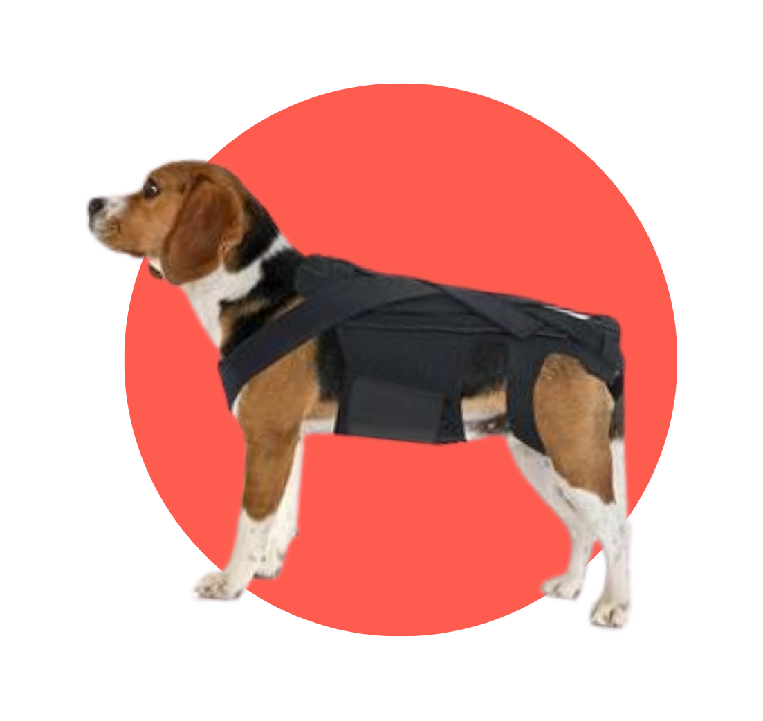 Back Brace For Dogs With IVDD, Arthritis, or Back Pain