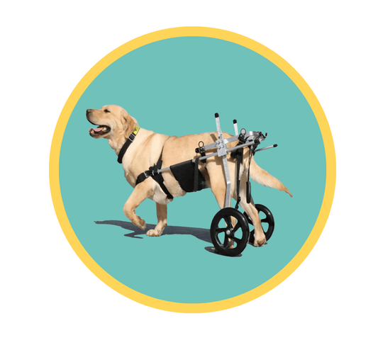 PICTURE OF LARGE DOG IN WHEELCHAIR