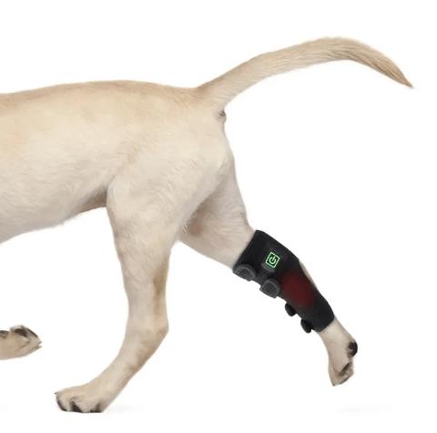 Photo of hind end of a dog wearing a LED light therapy wrap on it's leg