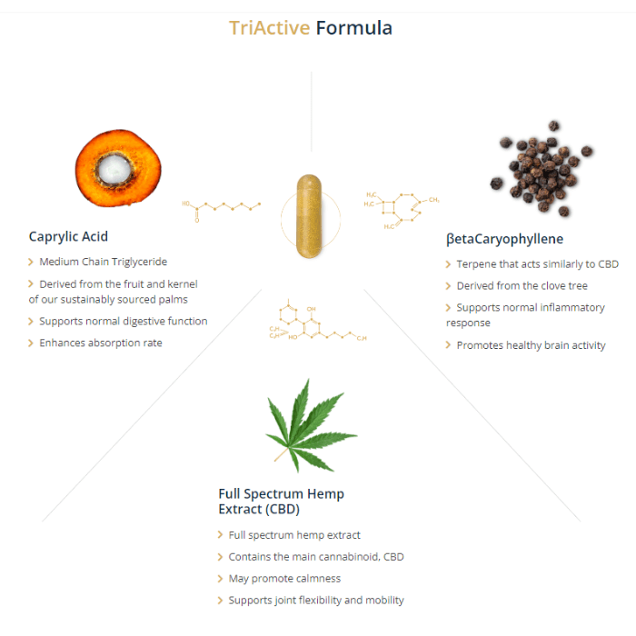 What is Tri-Active Formula