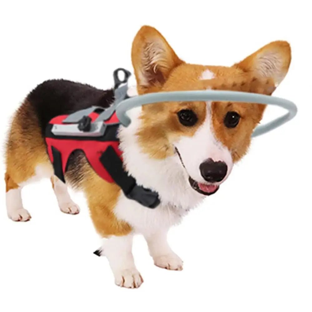 Adjustable Halo Harness For Blind Dogs - The Squeaky Toy