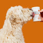 Dog using Anxiety & Stress Relief Chews for Small Dogs - The Squeaky Toy