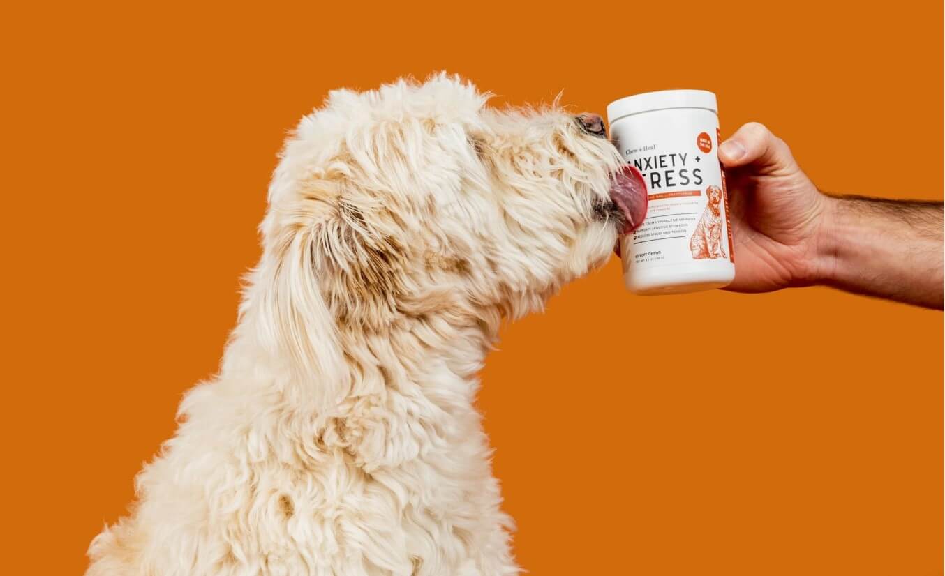 Dog using Anxiety & Stress Relief Chews for Small Dogs - The Squeaky Toy