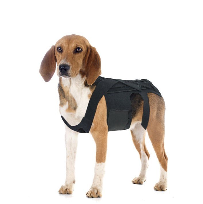 Back Brace For Dogs with IVDD, Arthritis, or Back Pain - The Squeaky Toy