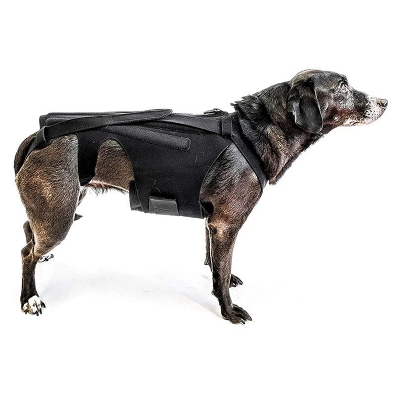 Back Brace For Dogs with IVDD, Arthritis, or Back Pain - The Squeaky Toy