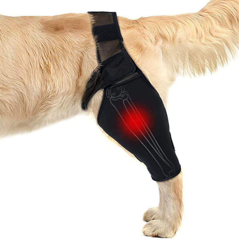 Leg Support for Dogs