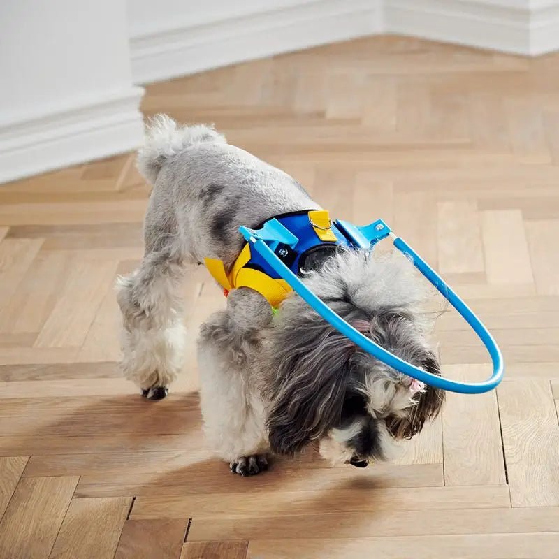 Dog using Blind Dog Anti - Collision Halo Harness For Dogs - The Squeaky Toy
