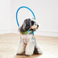 Dog wearing Blind Dog Anti - Collision Halo Harness For Dogs - The Squeaky Toy
