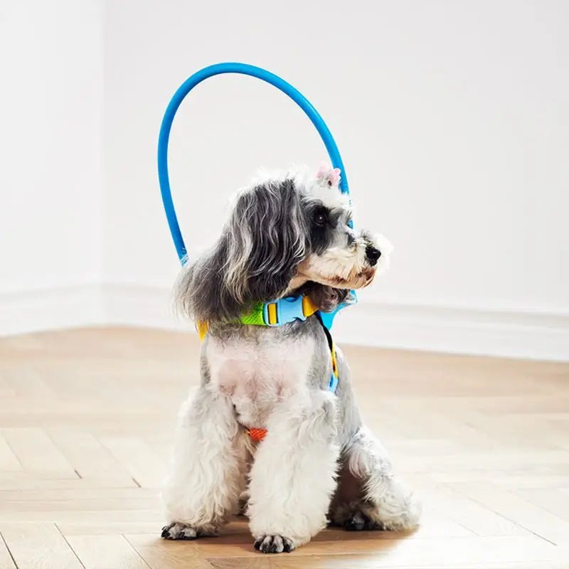 Dog wearing Blind Dog Anti - Collision Halo Harness For Dogs - The Squeaky Toy