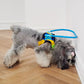 Product in use Blind Dog Anti - Collision Halo Harness For Dogs - The Squeaky Toy