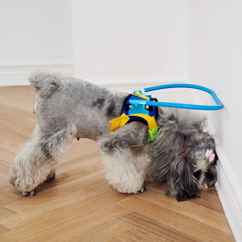 Product in use Blind Dog Anti - Collision Halo Harness For Dogs - The Squeaky Toy