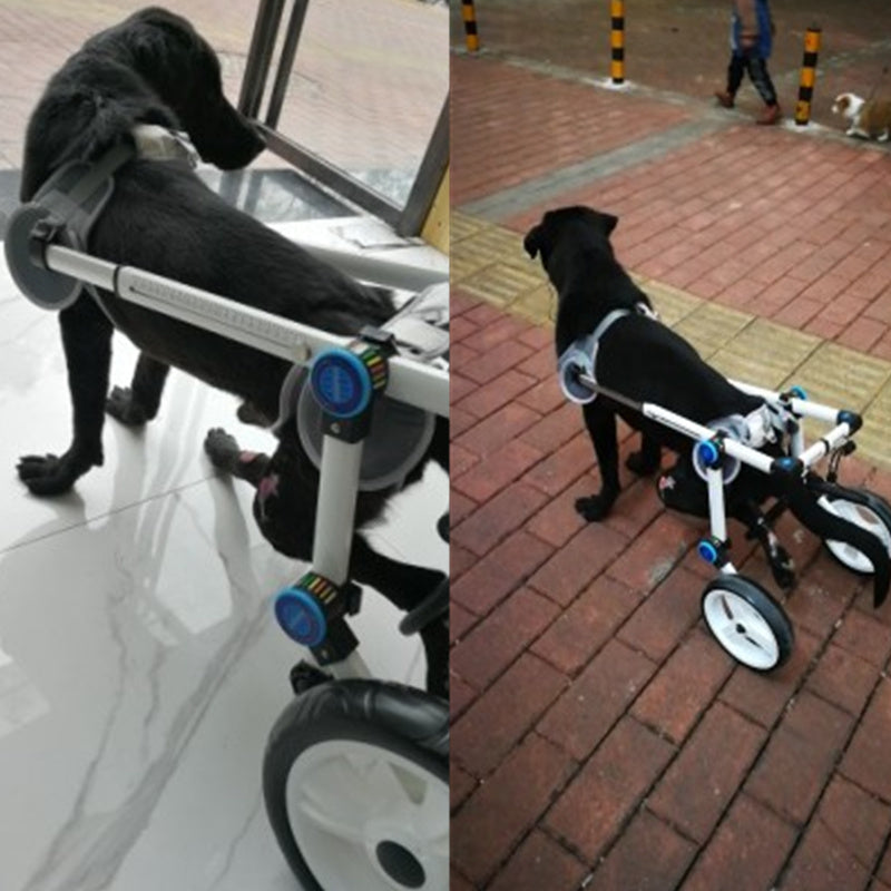 Dog Wheelchair Comes in All Sizes
