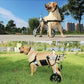 Dog Wheelchair for Medium and Large Dogs - The Squeaky Toy