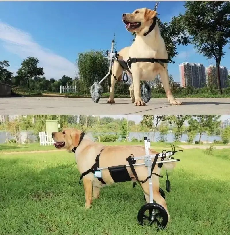 Dog Wheelchair for Medium and Large Dogs - The Squeaky Toy