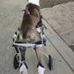 Dog Wheelchair for Medium and Large Dogs - The Squeaky Toy