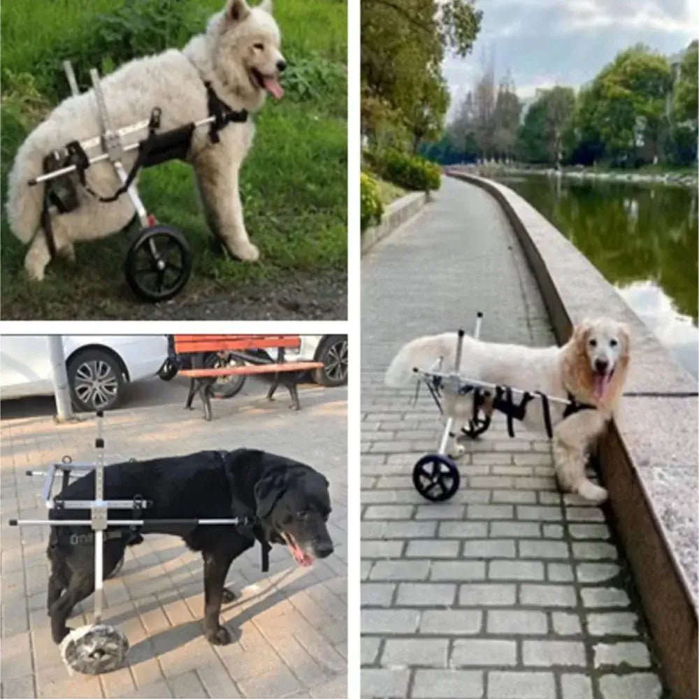 Dog Wheelchair for Medium and Large Dogs - The Squeaky Toy