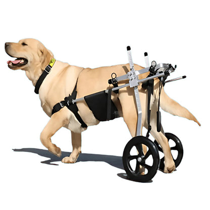 Dog Wheelchair for Medium and Large Dogs - The Squeaky Toy